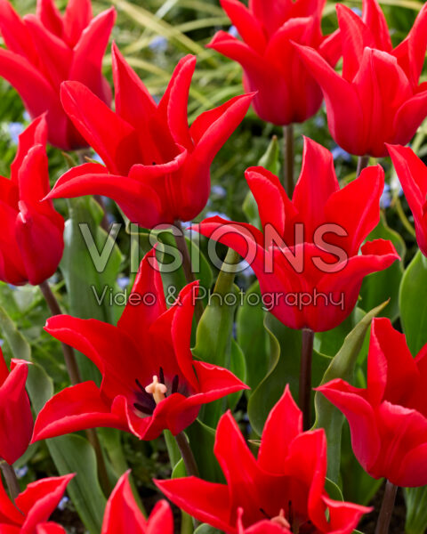 Tulipa Red Street