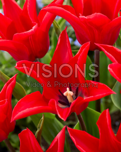 Tulipa Red Street