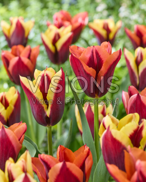 Tulipa Slawa, Gavota