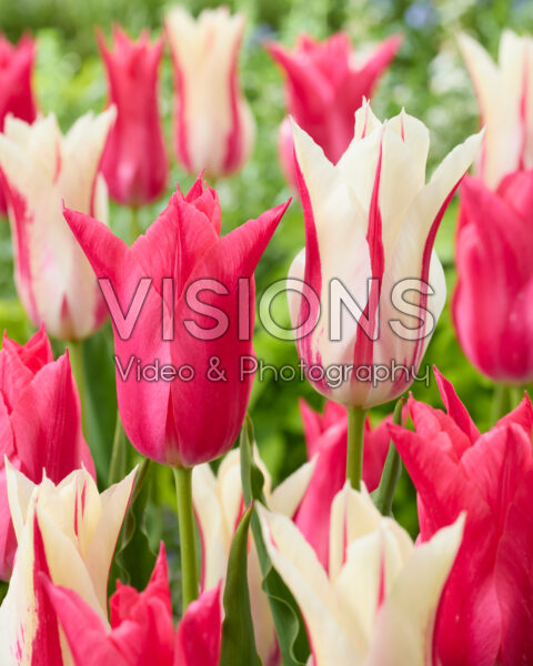 Tulipa Marilyn, Mariette