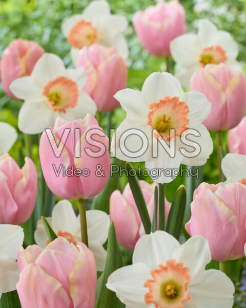 Tulipa Mango Charm, Narcissus Pink Charm
