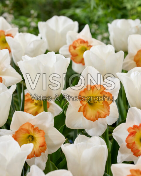 Tulipa Update, Narcissus Pink Bomb