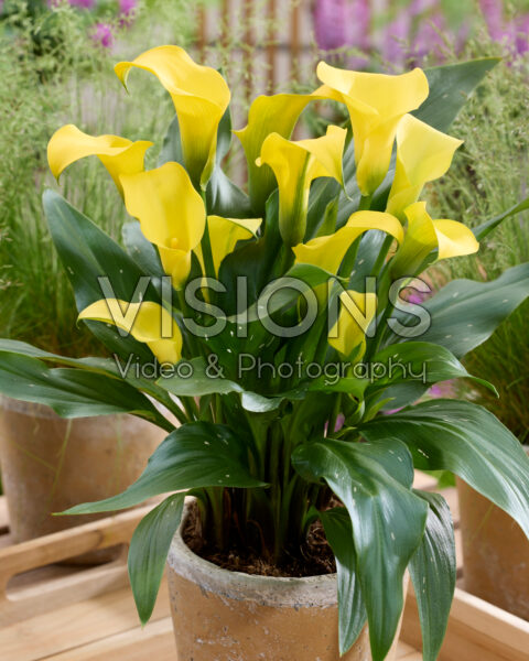 Zantedeschia Kloon 6467