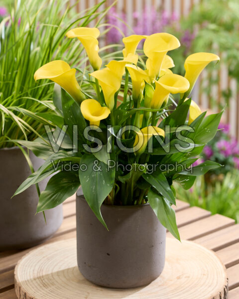 Zantedeschia Cento Zantedeschia Cento