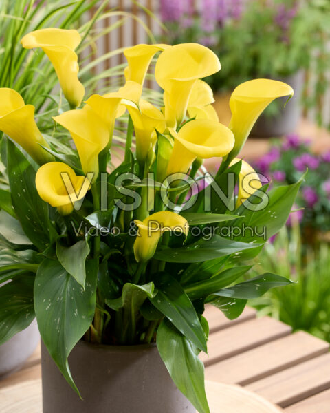 Zantedeschia Cento