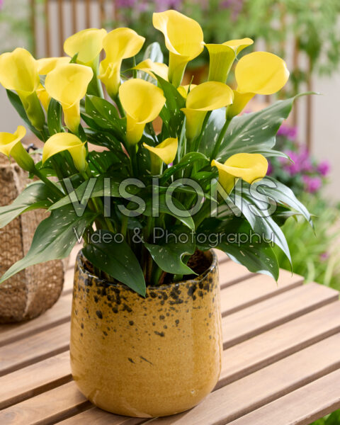 Zantedeschia Kloon 6809 Zantedeschia Kloon 6809