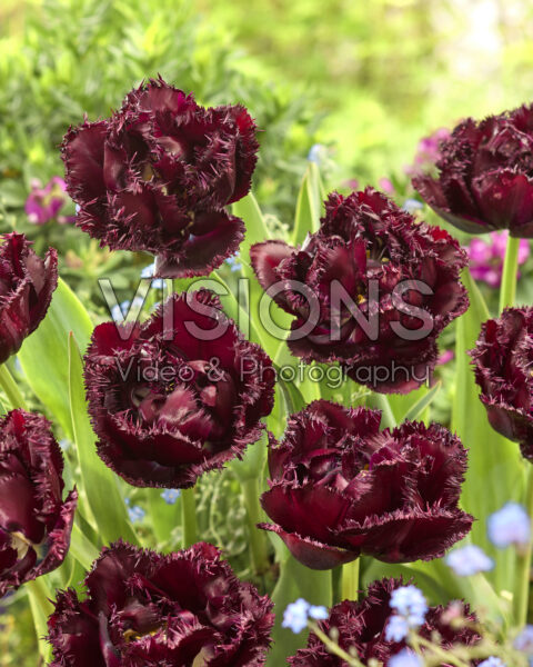 Tulipa Paint it Black