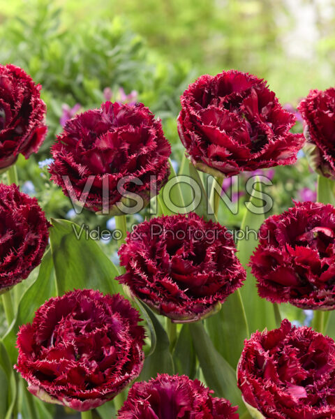 Tulipa Titanium