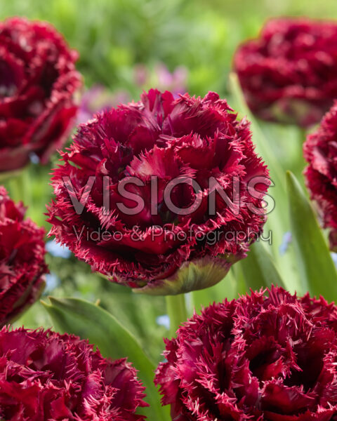 Tulipa Titanium