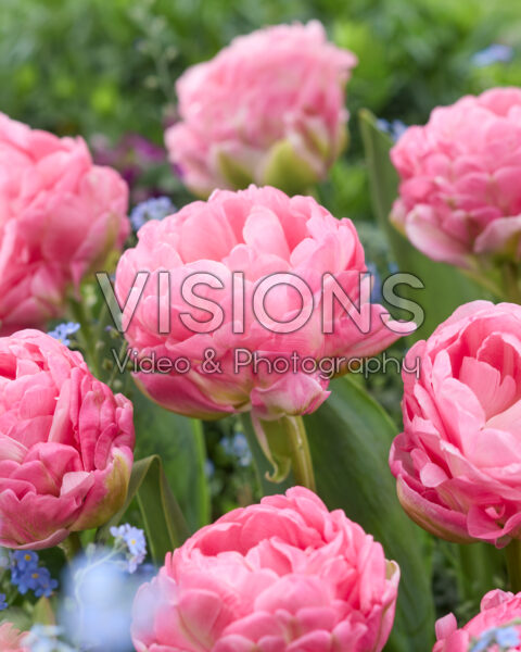 Tulipa Sugar Blush
