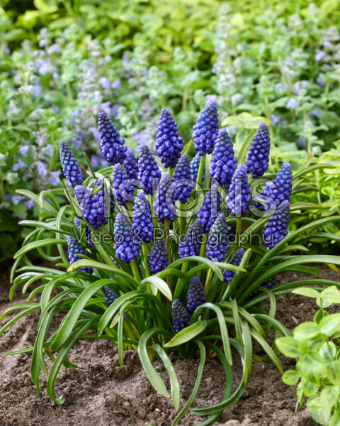 Muscari Allure