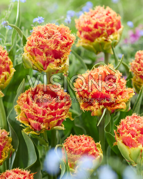 Tulipa Copperfield