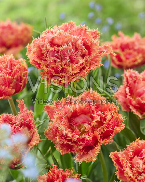 Tulp oranje bruin