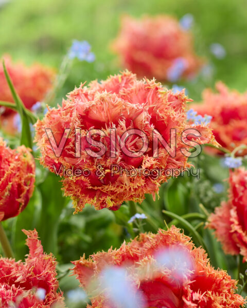 Tulp oranje bruin