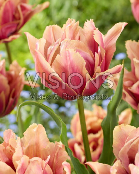 Tulipa Callahan