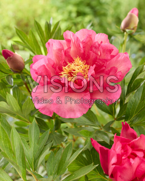 Paeonia Garden Candy® Noa Jolie™