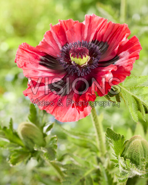 Papaver orientale Bolero Papaver orientale Bolero