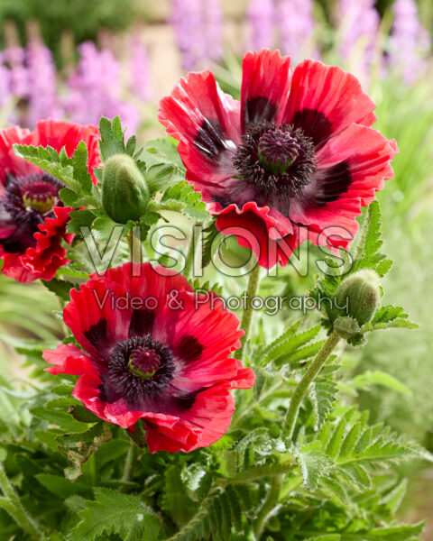 Papaver orientale Bolero