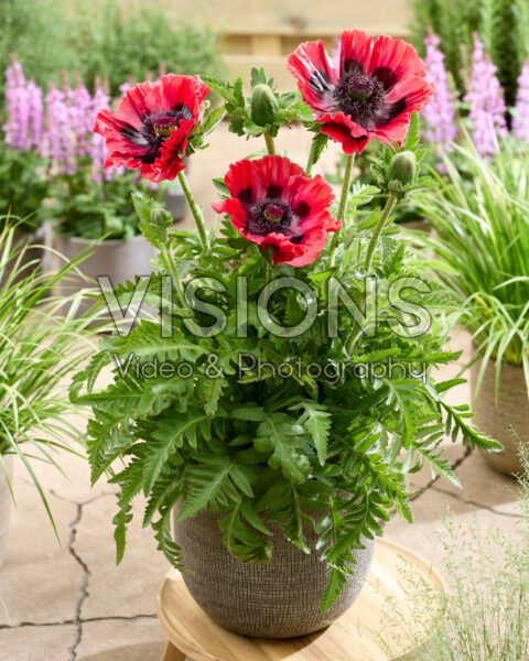 Papaver orientale Bolero Papaver orientale Bolero