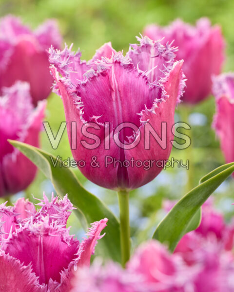 Tulipa Reine de Lairesse