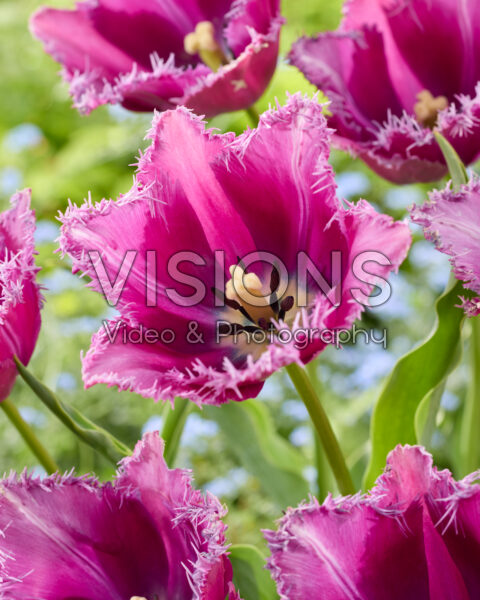Tulipa Reine de Lairesse