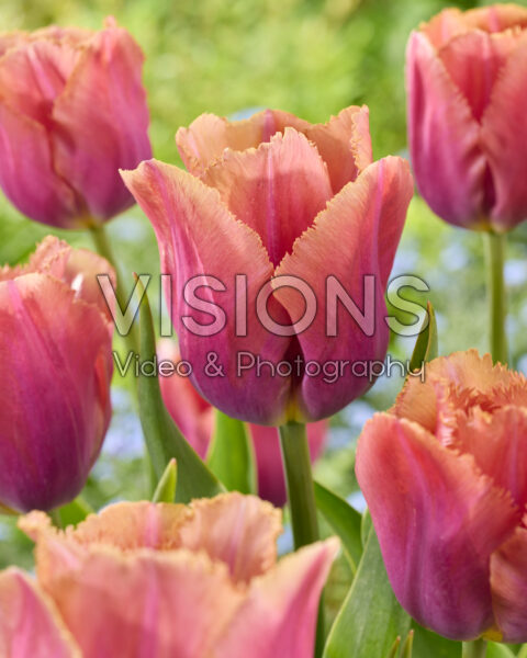 Tulipa Mocha Ruffle