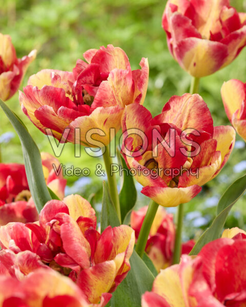 Tulipa Mayfair