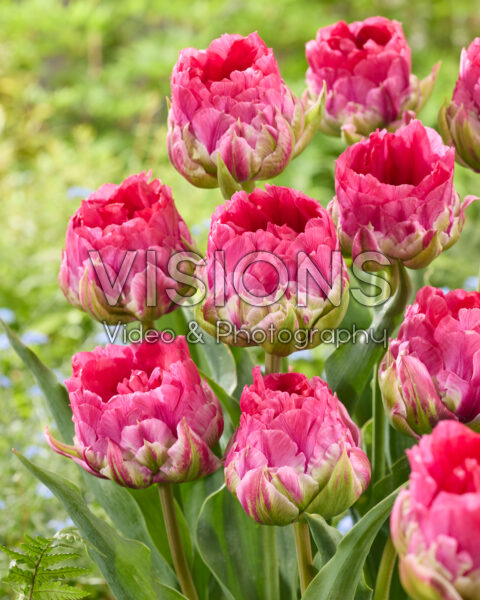 Tulipa Wicked in Pink