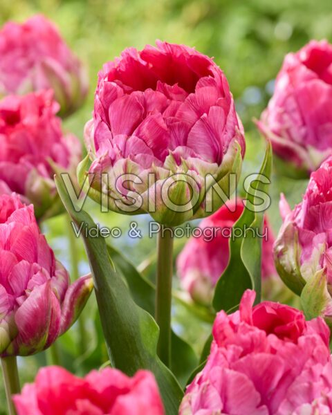 Tulipa Wicked in Pink Tulipa Wicked in Pink