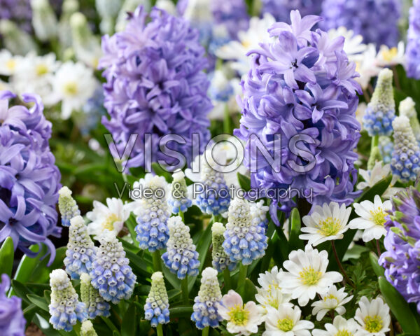 Mixed spring bulbs