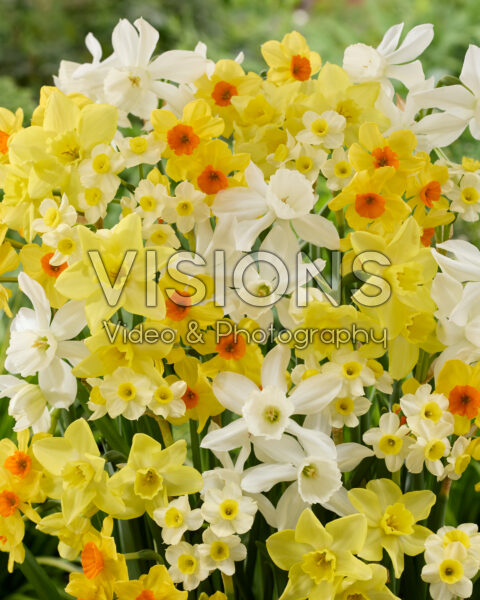 Narcissus mix