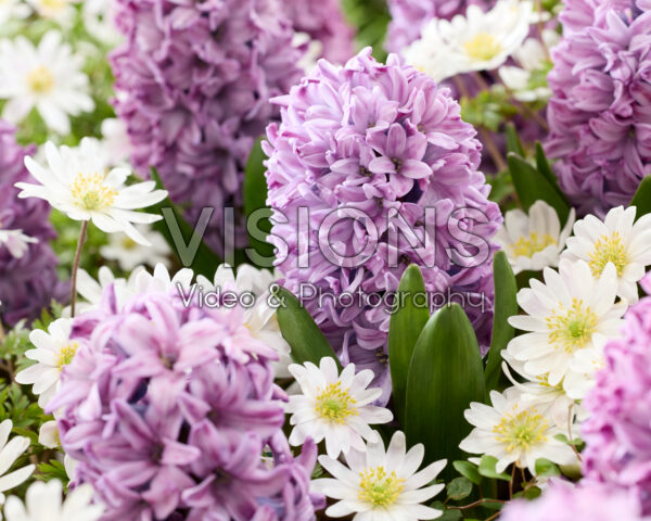 Hyacinthus Violetti Star, Anemone blanda
