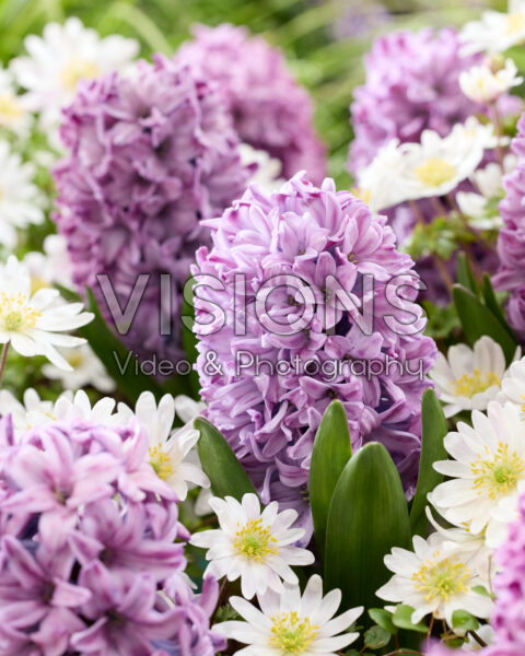 Hyacinthus Violetti Star, Anemone blanda