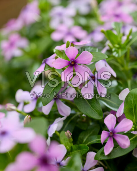 Catharanthus roseus Soiree® Lavender Magic