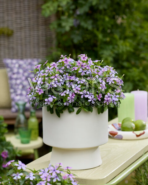 Catharanthus roseus Soiree® Lavender Magic