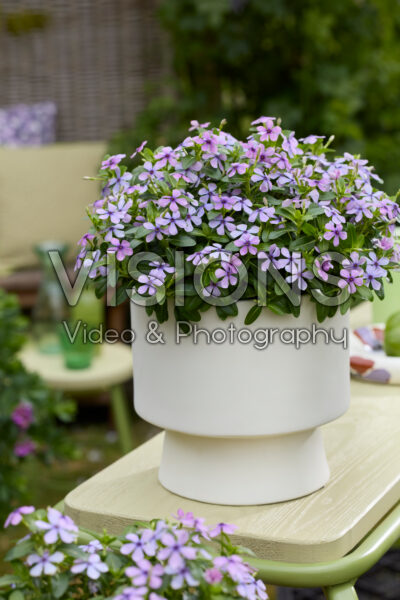 Catharanthus roseus Soiree® Lavender Magic