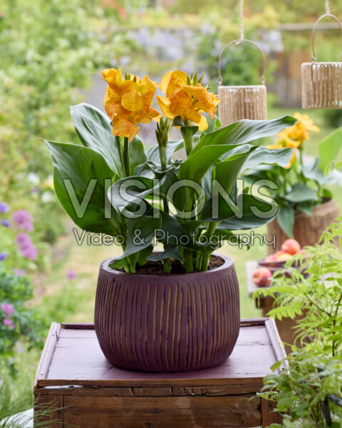 Canna x generalis Gold Leopard