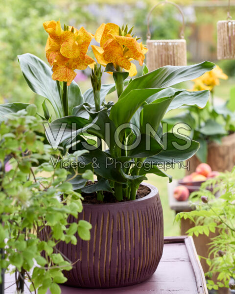 Canna x generalis Gold Leopard