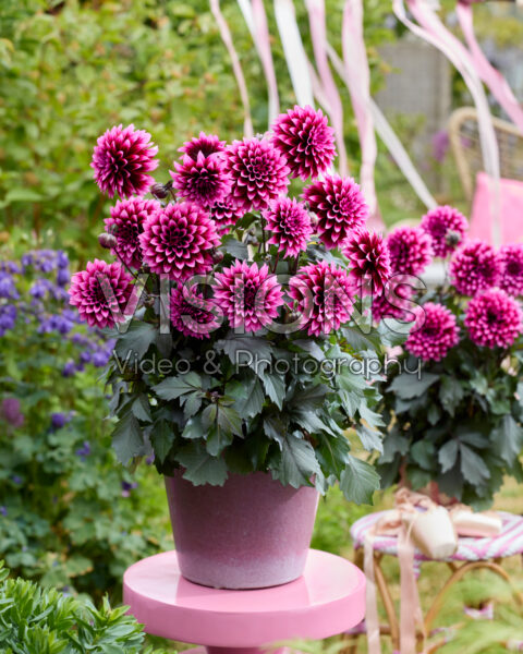 Dahlia coccinea Dalina® Maxi Noir Velvet Crush