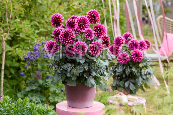 Dahlia coccinea Dalina® Maxi Noir Velvet Crush
