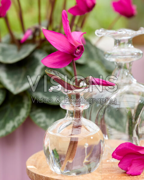 Cyclamen persicum x purpurascens ELIXIA® Purple