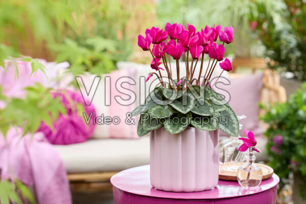 Cyclamen persicum x purpurascens ELIXIA® Purple