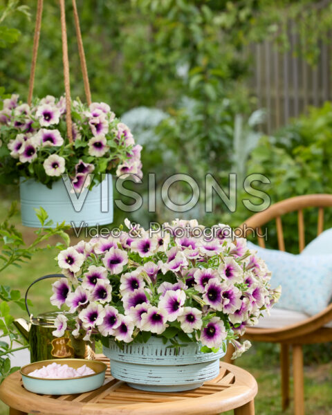Petunia Tea Rosette Blend