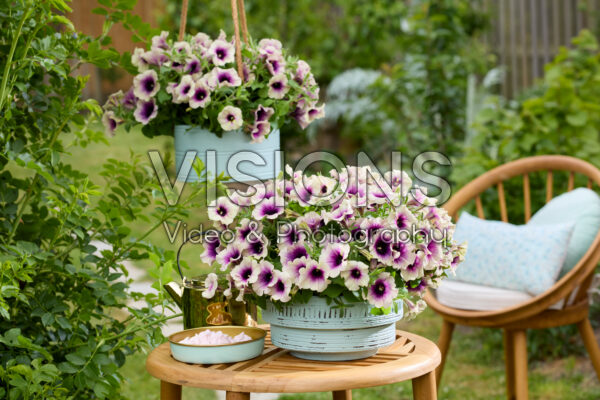 Petunia Tea Rosette Blend