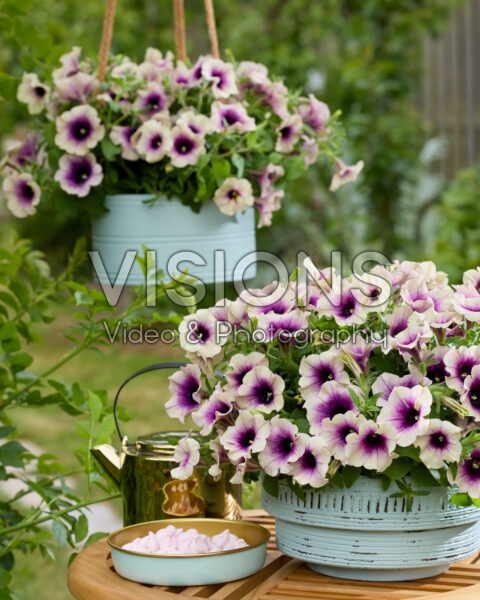 Petunia Tea Rosette Blend Petunia Tea Rosette Blend