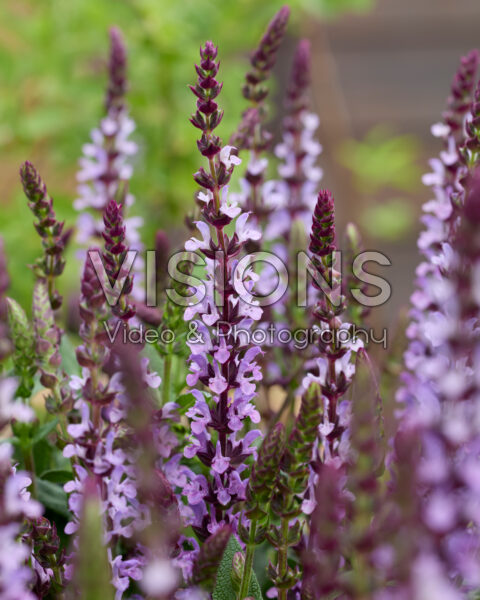 Salvia nemorosa Salute® Lavender