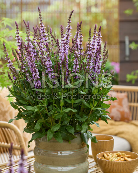 Salvia nemorosa Salute® Lavender