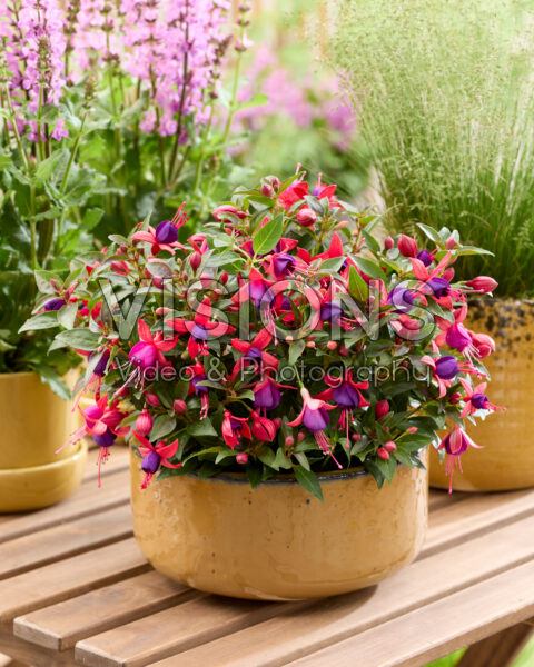 Fuchsia