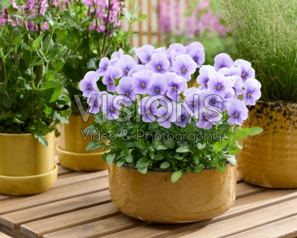 Viola cornuta