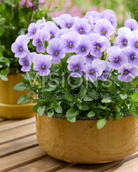 Viola cornuta Viola cornuta